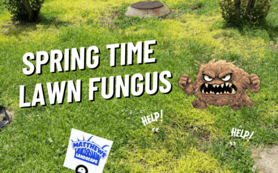 Springtime Lawn Fungus