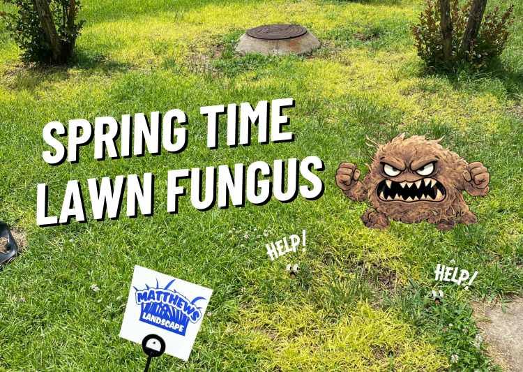 Springtime Lawn Fungus