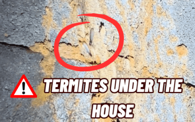 Termites Under the House