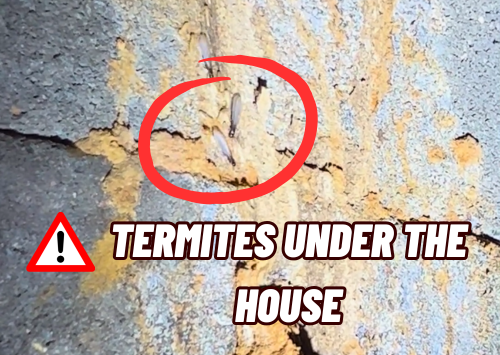 Termites Under the House