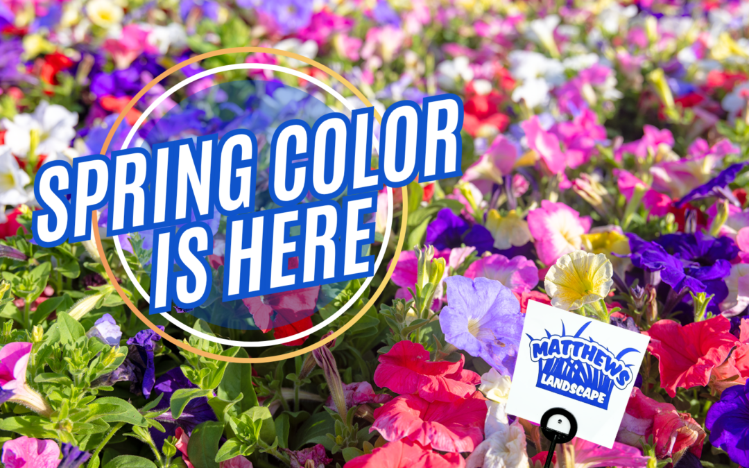 Spring Color is HERE