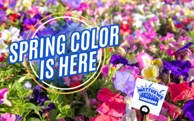 Spring Color is HERE