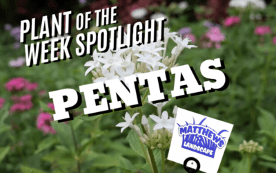 Plant of the Week: Pentas