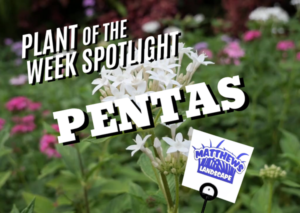 Plant of the Week: Pentas