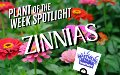 Plant of the Week: Zinnias