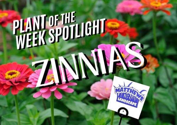 Plant of the Week: Zinnias