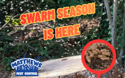Termite Swarm Season is HERE