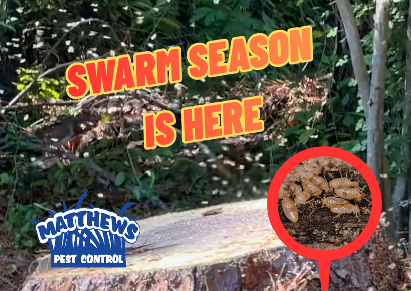 Termite Swarm Season is HERE