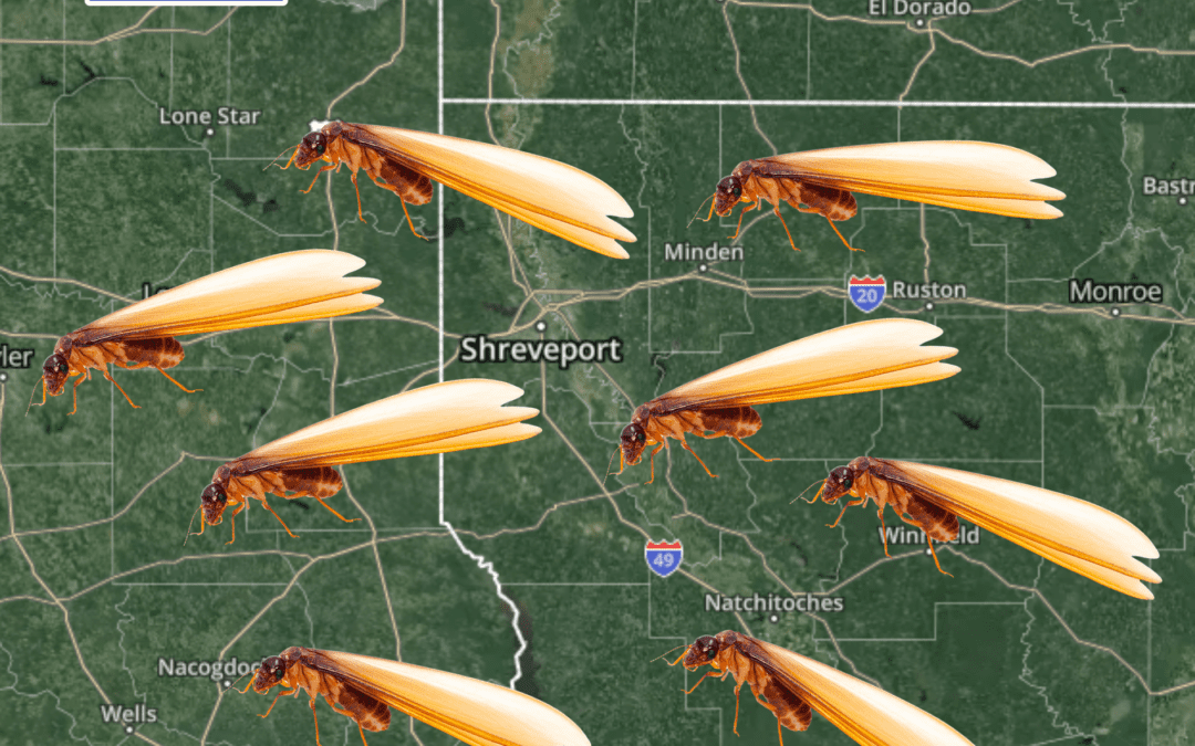 Warning: Termites are Swarming!