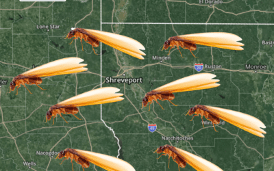 Warning: Termites are Swarming!