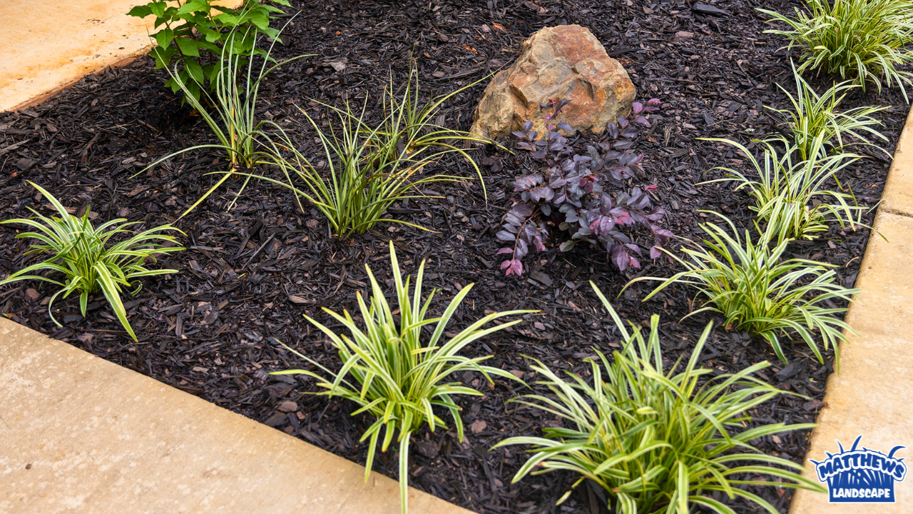 After photo of a completed landscape job with Liriope, Loropetalum and rock