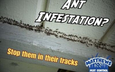 Ant Infestation? Stop Them in Their Tracks