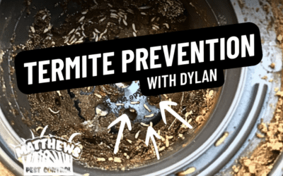 Termite Prevention with Dylan