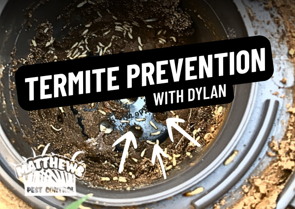 Termite Prevention with Dylan