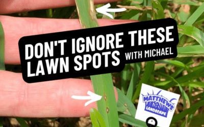 Don’t Ignore These Lawn Spots