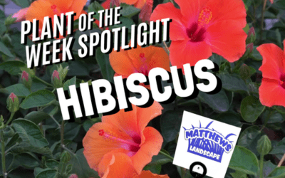 Plant of the Week: Hibiscus