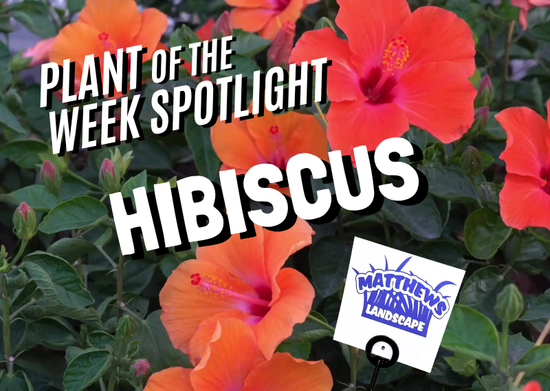 Plant of the Week: Hibiscus