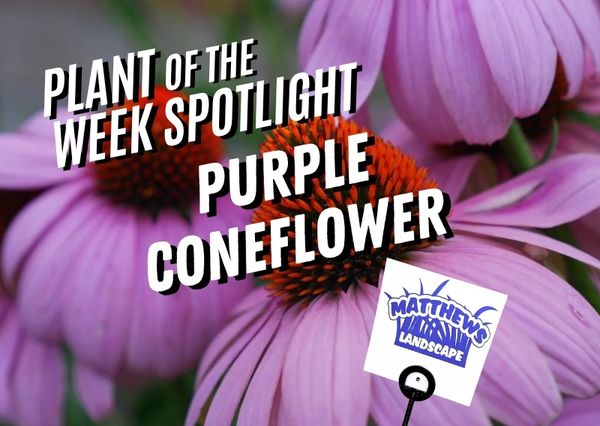 Plant of the Week: Purple Coneflower