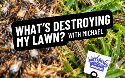 What’s Destroying My Lawn?