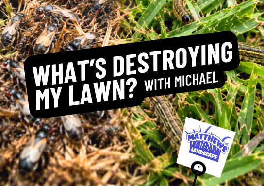 What’s Destroying My Lawn?