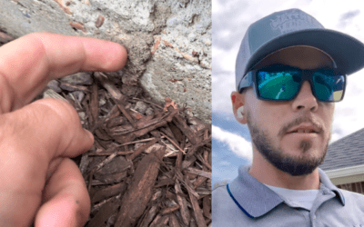 Do You Know if You Have Termites?