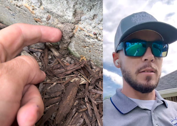 Do You Know if You Have Termites?