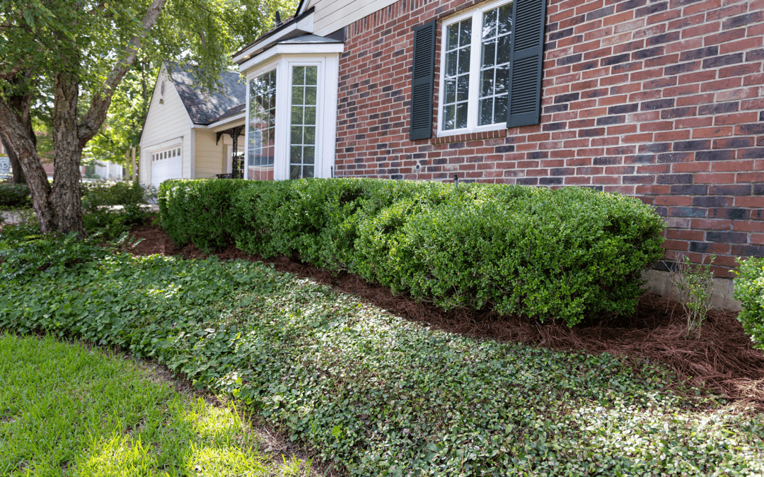 Full Landscape Cleanup | Shreveport, LA