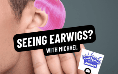 Seeing Earwigs? Try This