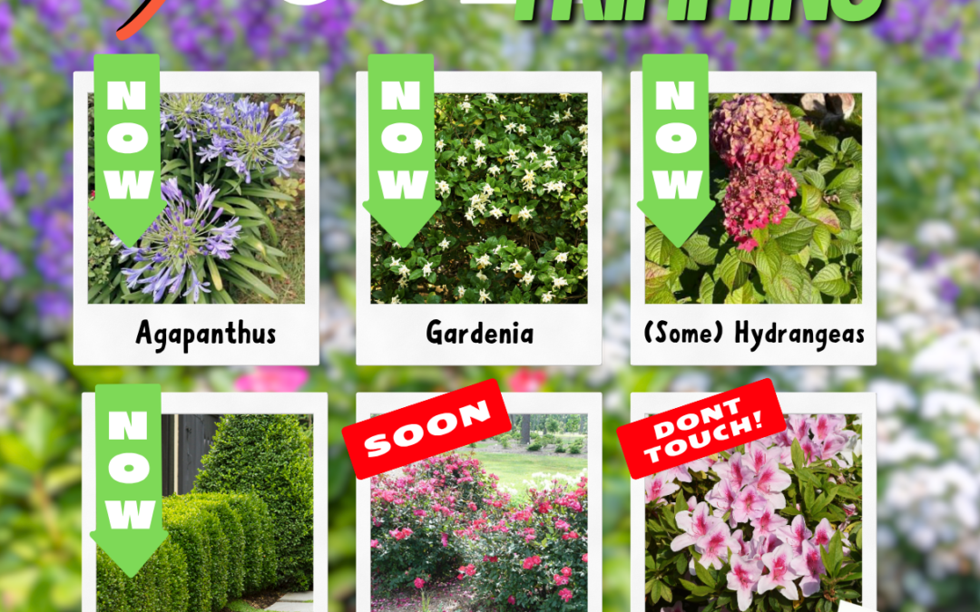What to Trim in July