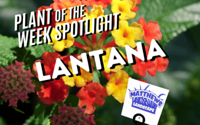 Plant of the Week: Lantana