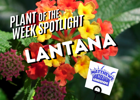 Plant of the Week: Lantana