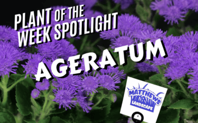 Plant of the Week: Ageratum