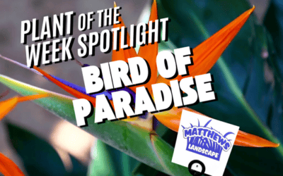 Plant of the Week: Bird of Paradise