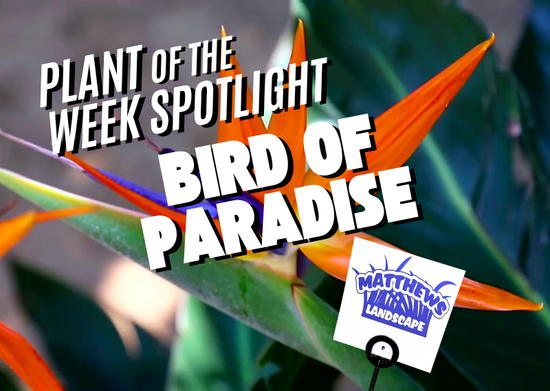 Plant of the Week: Bird of Paradise