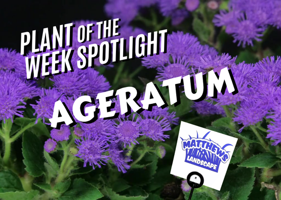 Plant of the Week: Ageratum