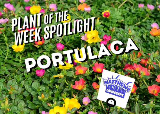Plant of the Week: Portulaca