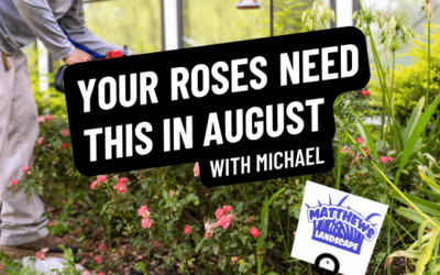 Your Roses NEED This in August