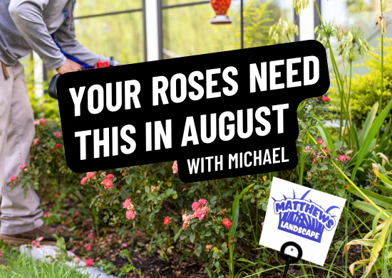 Your Roses NEED This in August