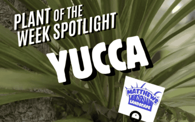 Plant of the Week: Yucca