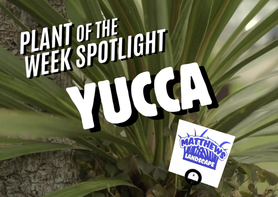 Plant of the Week: Yucca