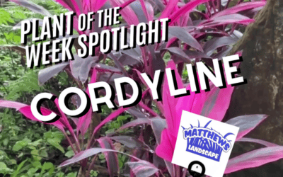 Plant of the Week: Cordyline