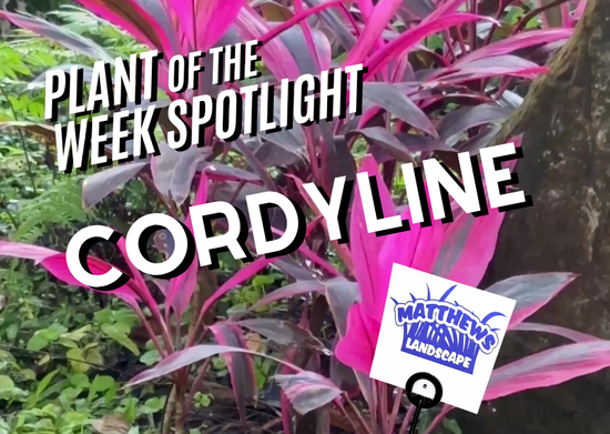 Plant of the Week: Cordyline