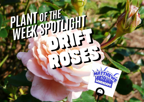 Plant of the Week: Drift Roses