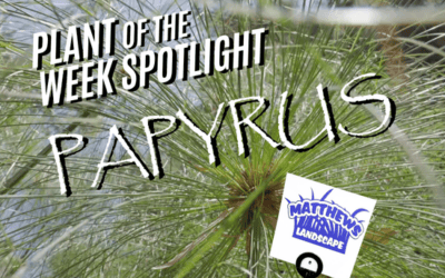 Plant of the Week: Papyrus
