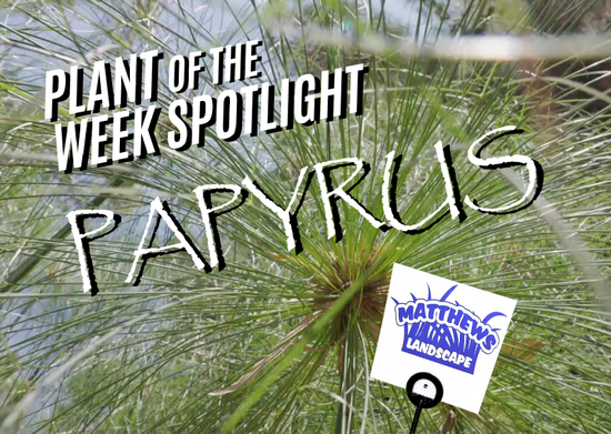 Plant of the Week: Papyrus
