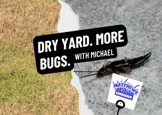 Dry Yard= More Pests