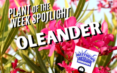Plant of the Week: Oleander