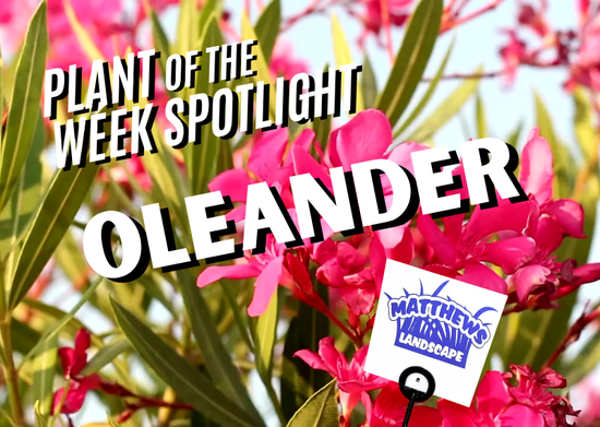 Plant of the Week: Oleander