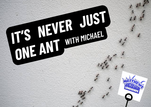 It’s Never Just One Ant