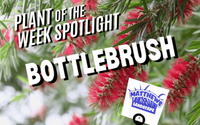 Plant of the Week: Bottlebrush